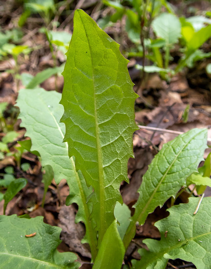 Image of Crepis paludosa specimen.