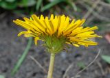 genus Taraxacum. Соцветие. Камчатский край, Елизовский р-н, берег Авачинского залива, Халактырский пляж, граница приморского луга и пляжа. 29.08.2022.