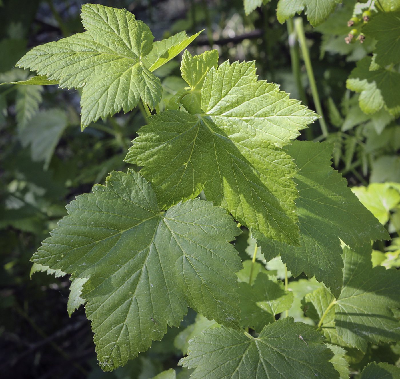 Image of genus Ribes specimen.