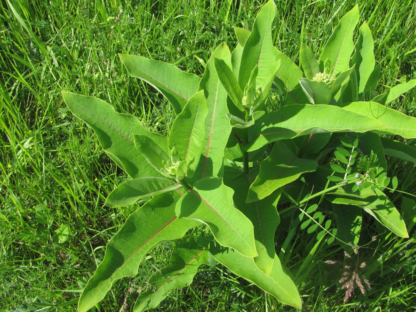 Image of Asclepias syriaca specimen.