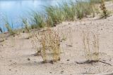 Juncus alpino-articulatus. Плодоносящие растения. Карелия, восточный берег оз. Топозеро, отделяющая небольшое заболоченное озерцо от Топозера песчаная коса. 25.07.2021.