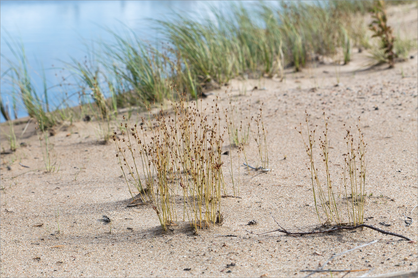 Image of Juncus alpino-articulatus specimen.