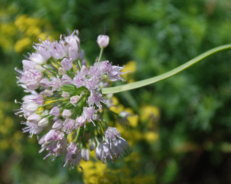 Изображение особи Allium nutans.