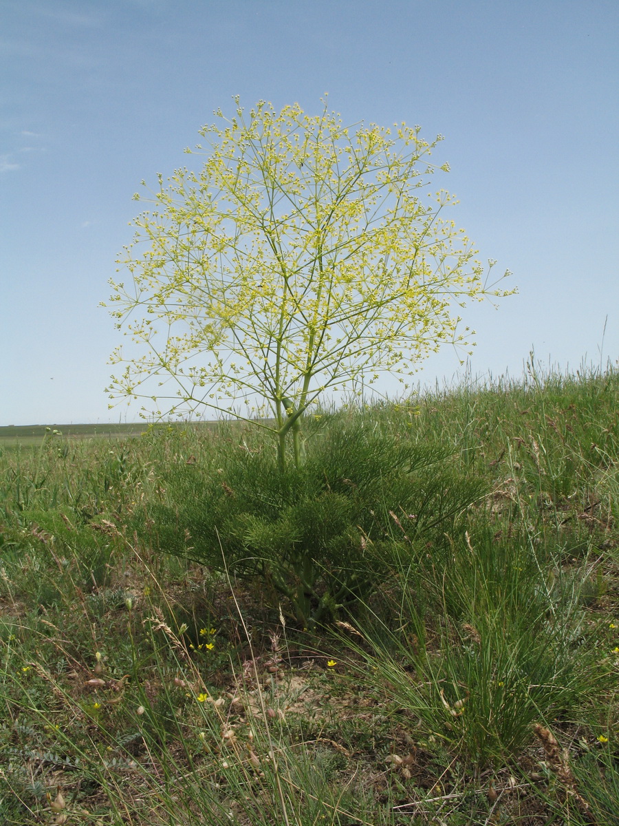 Изображение особи Ferula karatavica.