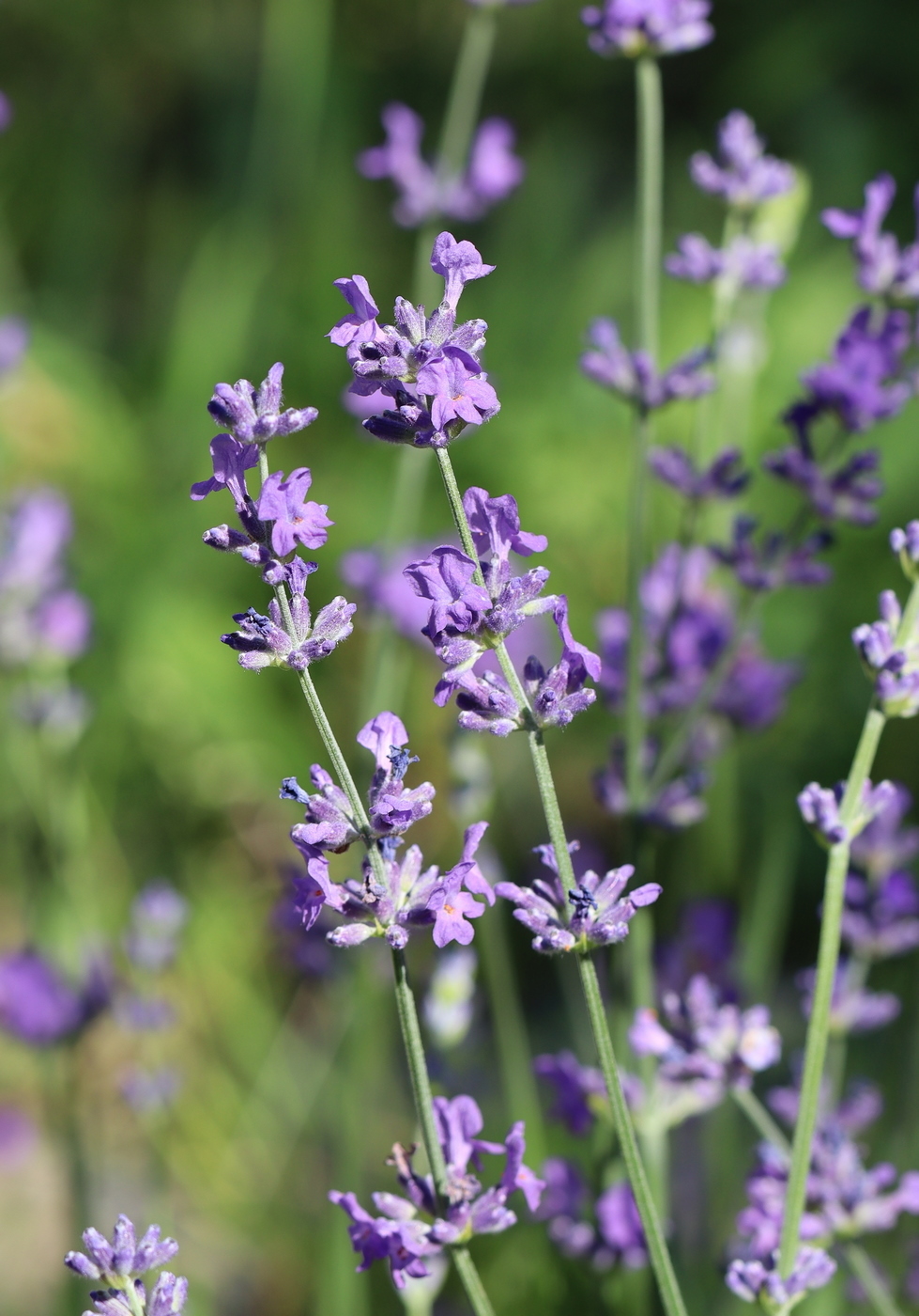 Image of Lavandula angustifolia specimen.