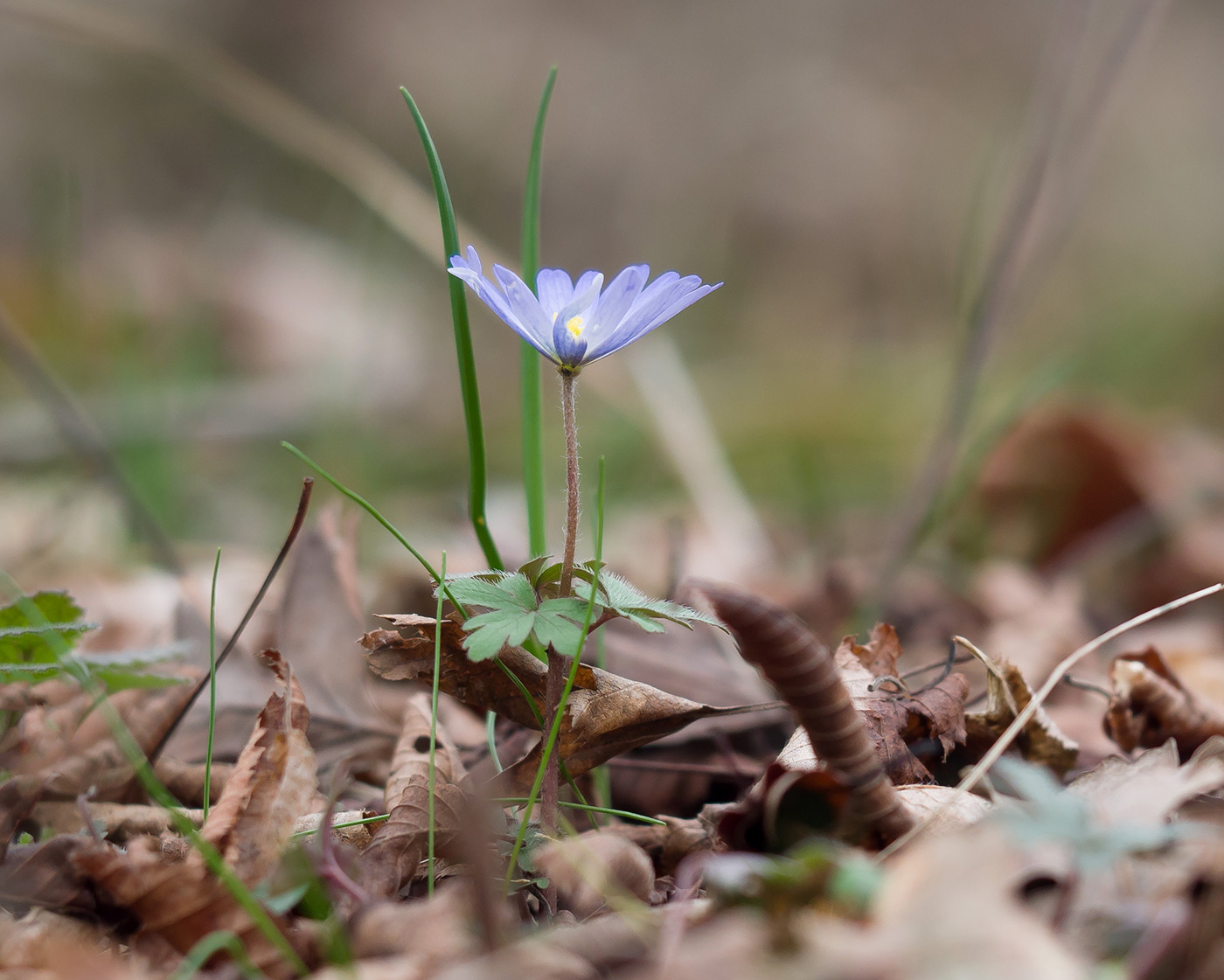 Image of Anemone banketovii specimen.