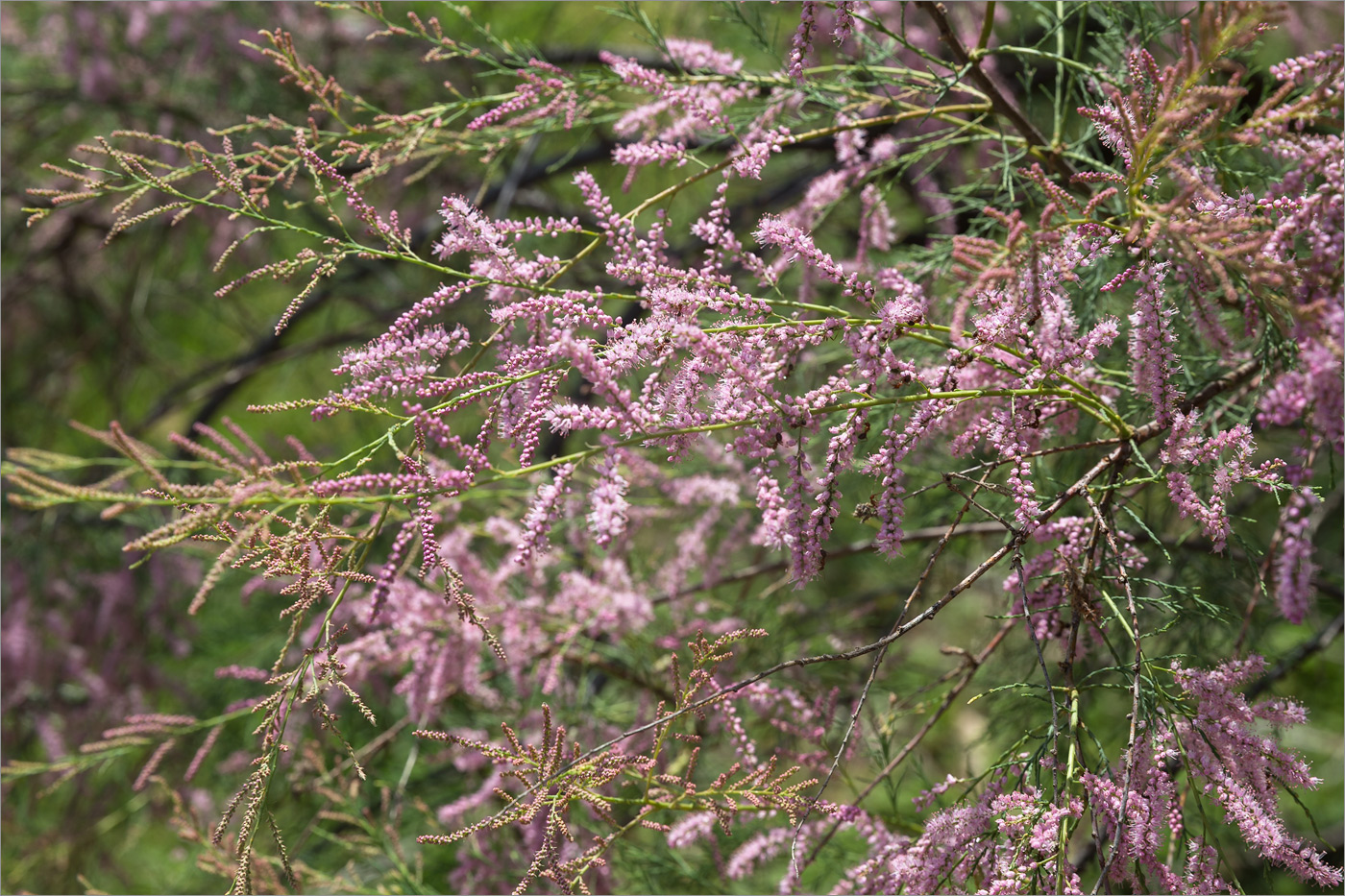 Image of Tamarix ramosissima specimen.