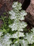 Silybum marianum