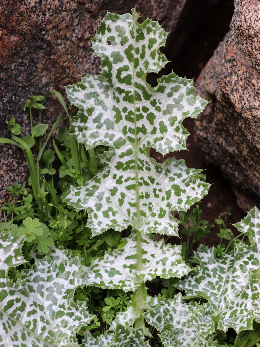 Изображение особи Silybum marianum.