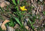 Tulipa anadroma