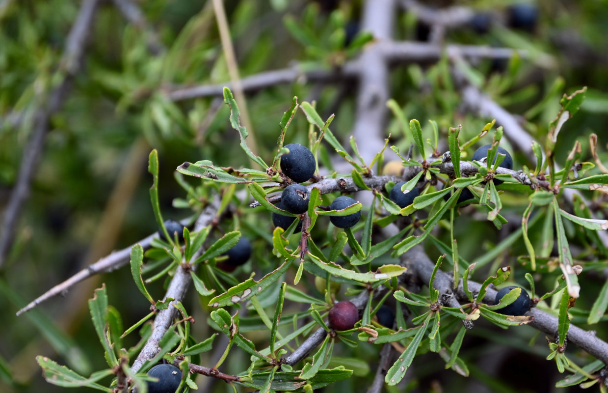 Image of Rhamnus erythroxyloides specimen.