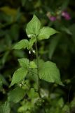 Solanum nigrum