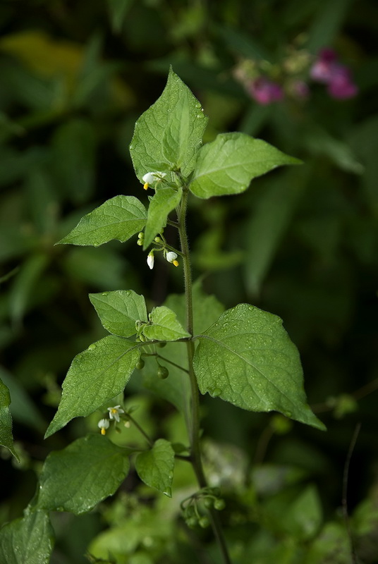 Изображение особи Solanum nigrum.