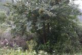 Sorbus aucuparia. Плодоносящее дерево. Кабардино-Балкария, долина р. Баксан, между памятником первовосходителям на Эльбрус и водопадом на р. Курмычи, высота 1600 м н.у.м., заросли в центре луга. 24 июля 2022 г.