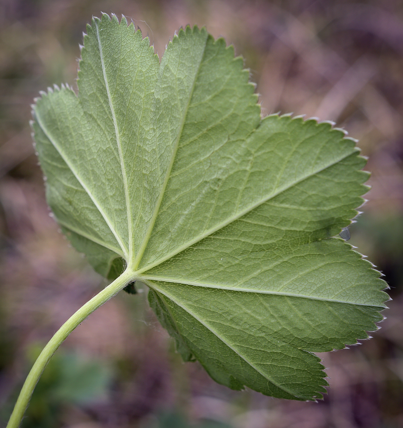 Image of genus Alchemilla specimen.