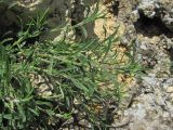 familia Caryophyllaceae. Верхушки побегов. Краснодарский край, окр. г. Армавир, скальный выход. 06.05.2023.