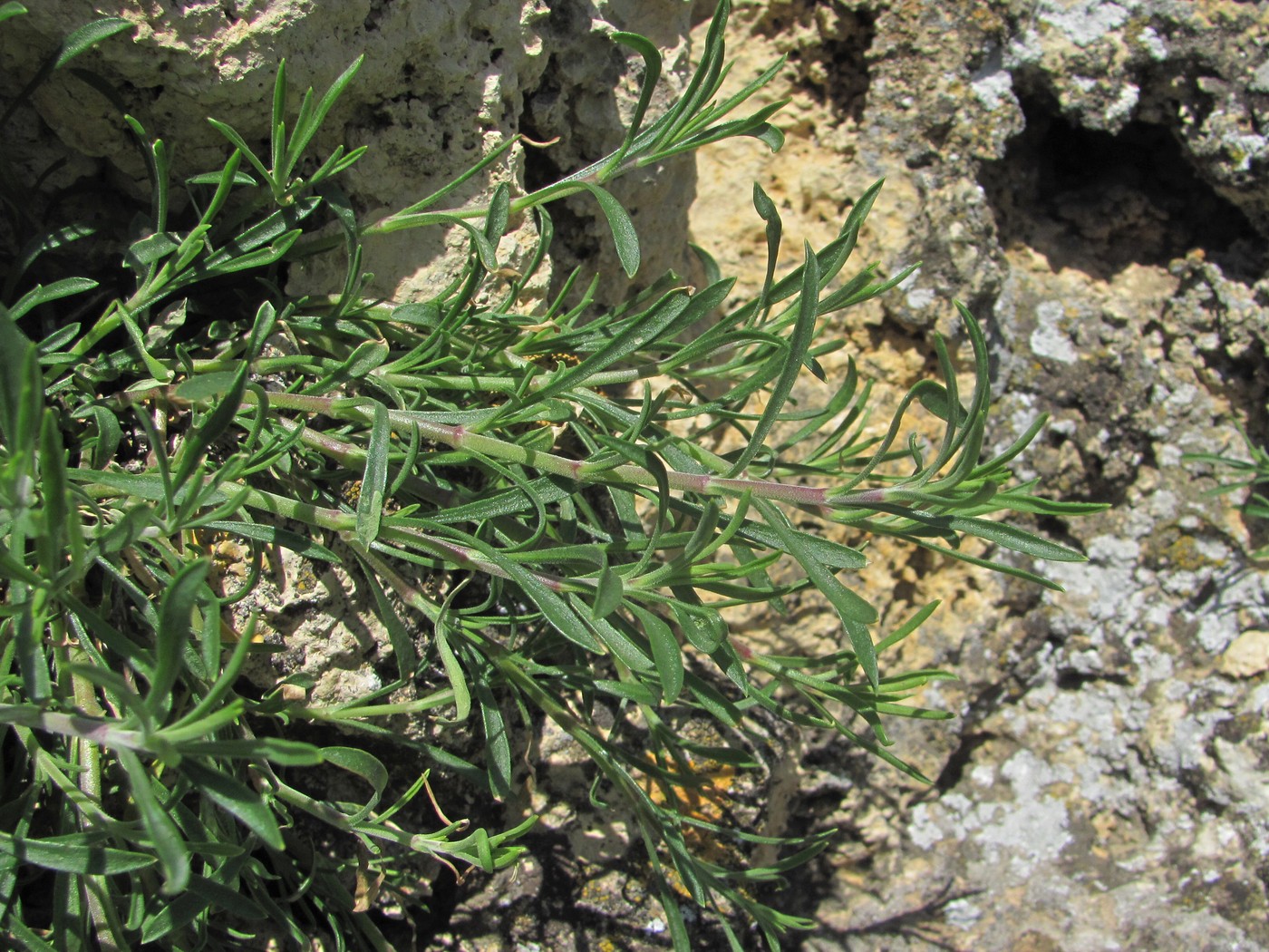 Image of familia Caryophyllaceae specimen.