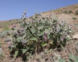 Phlomis thapsoides