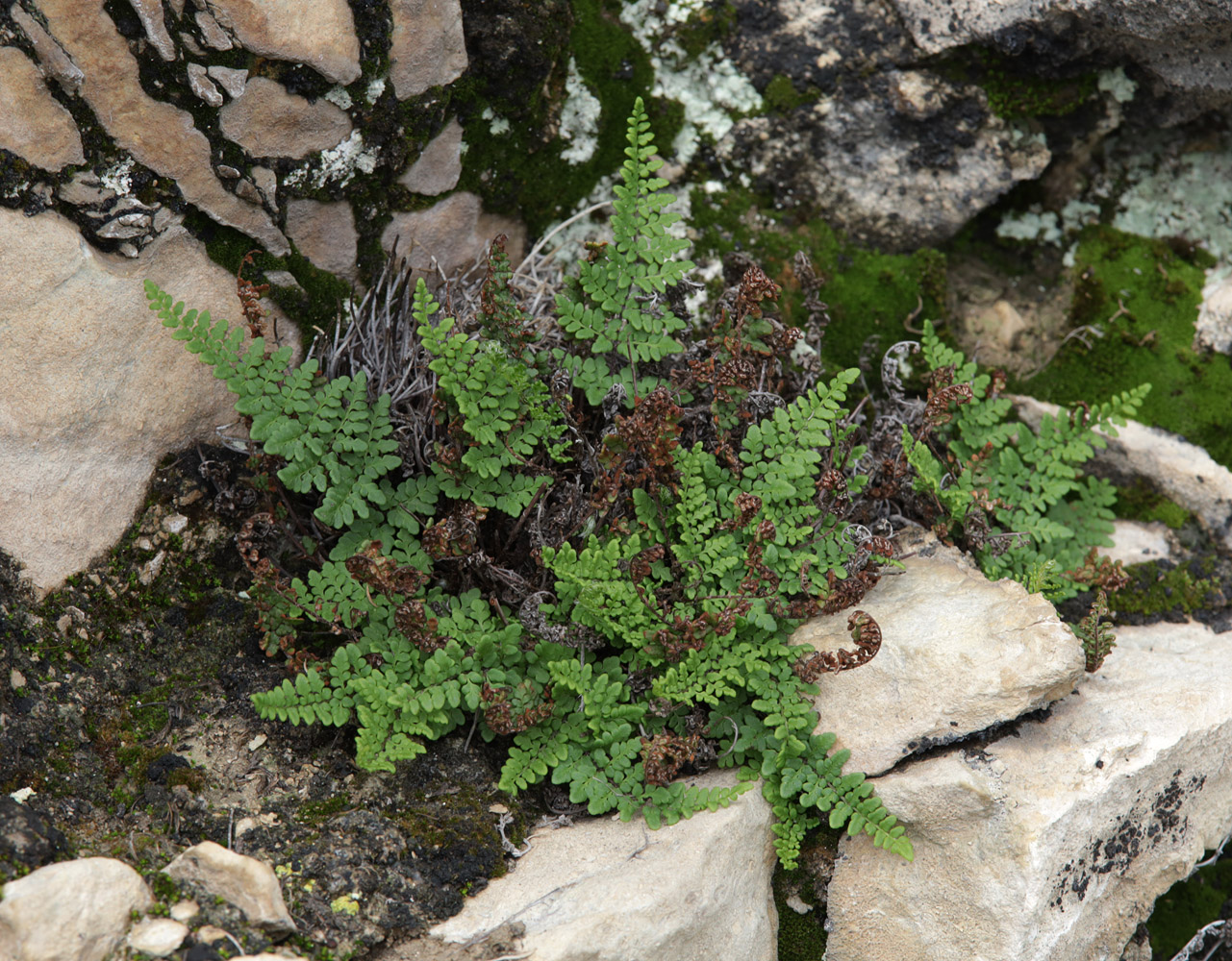 Изображение особи Oeosporangium acrosticum.