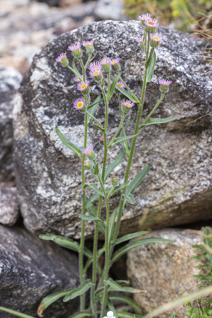 Изображение особи Erigeron orientalis.