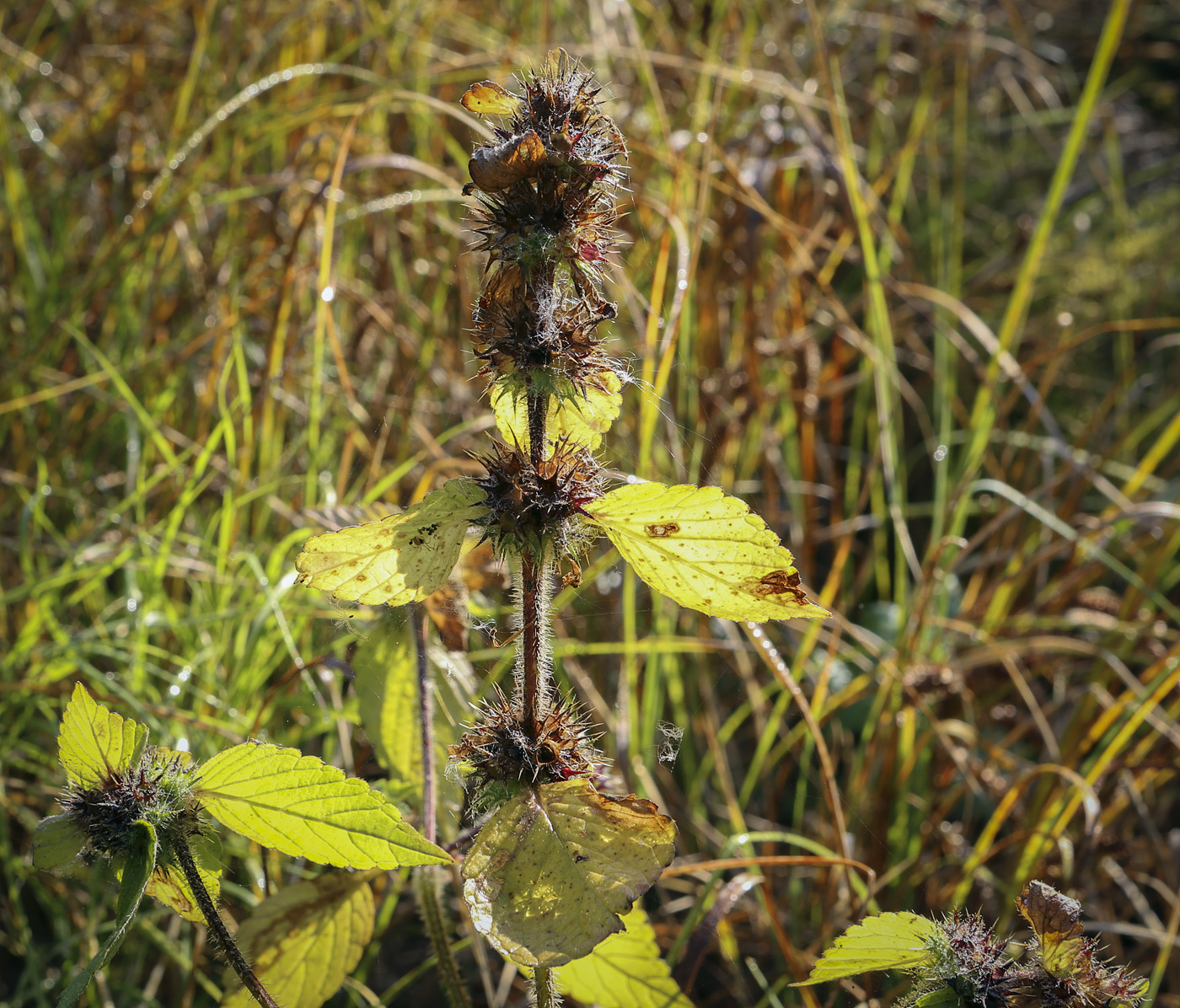 Image of Galeopsis bifida specimen.