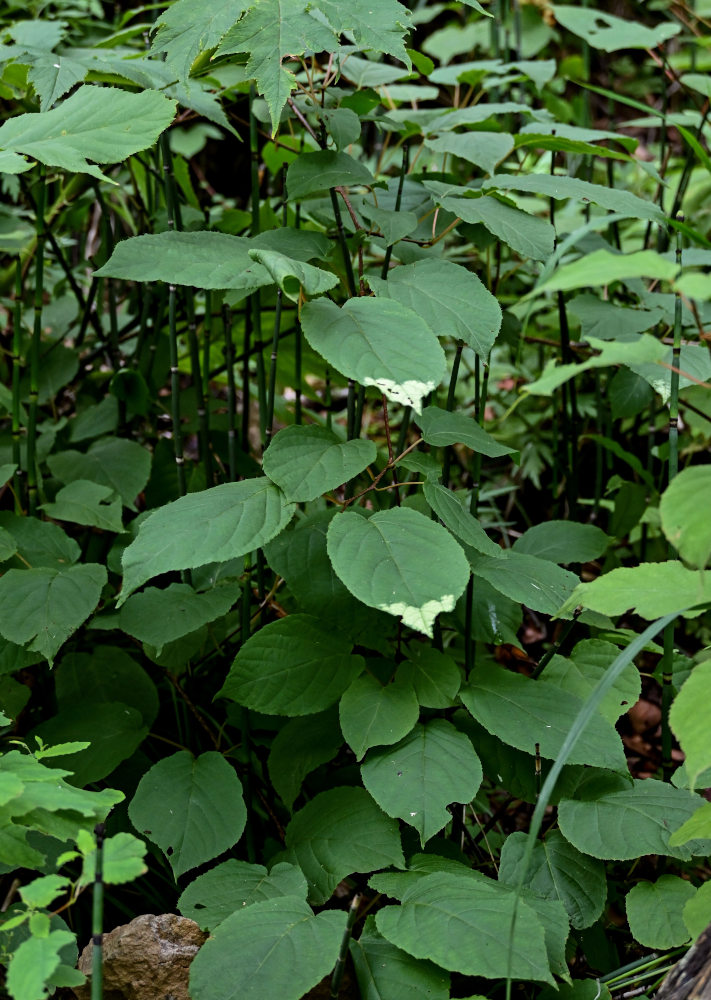 Image of Actinidia kolomikta specimen.