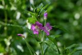 Epilobium hirsutum. Верхушка побега с соцветием. Оренбургская обл., Медногорский гор. округ, Блявинский карьер, березняк, у воды. 04.07.2023.