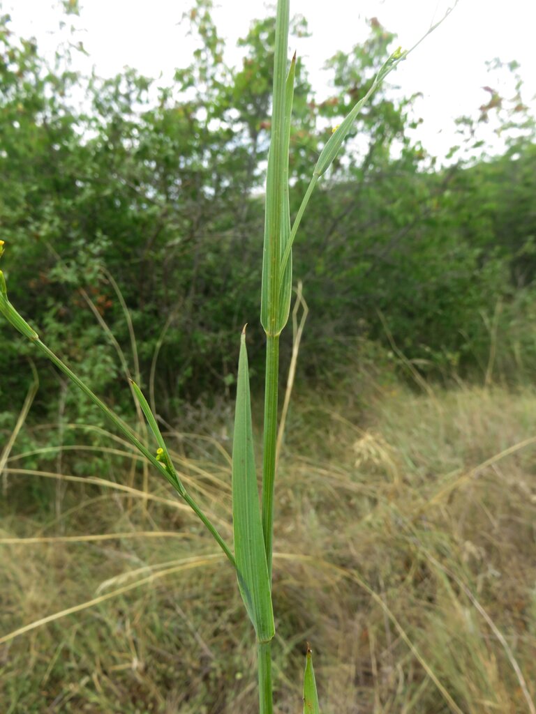 Image of Bupleurum praealtum specimen.