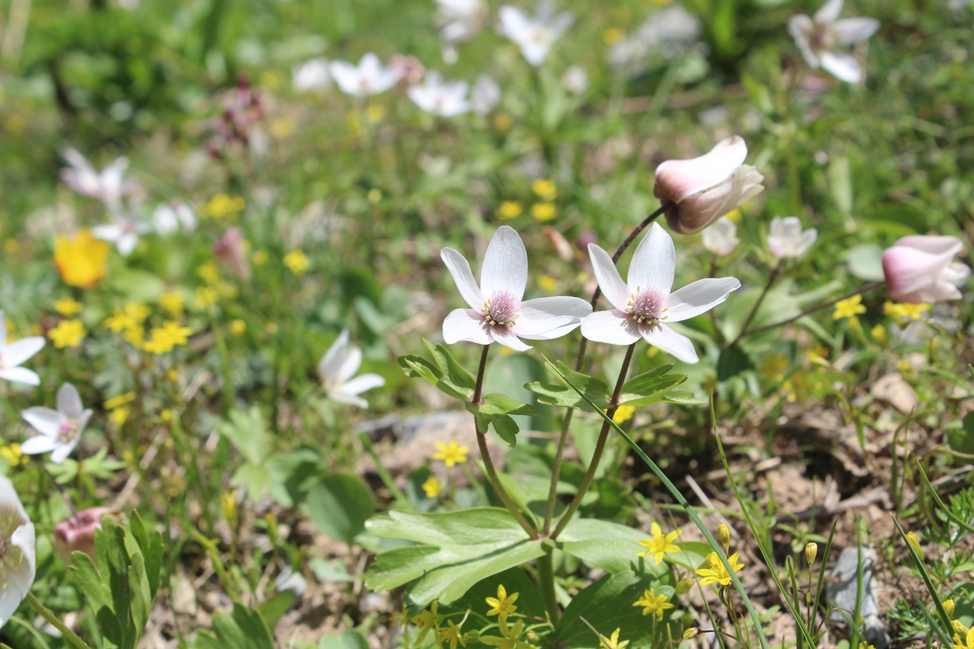 Изображение особи Anemone tschernaewii.