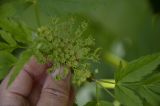 Macrosciadium physospermifolium