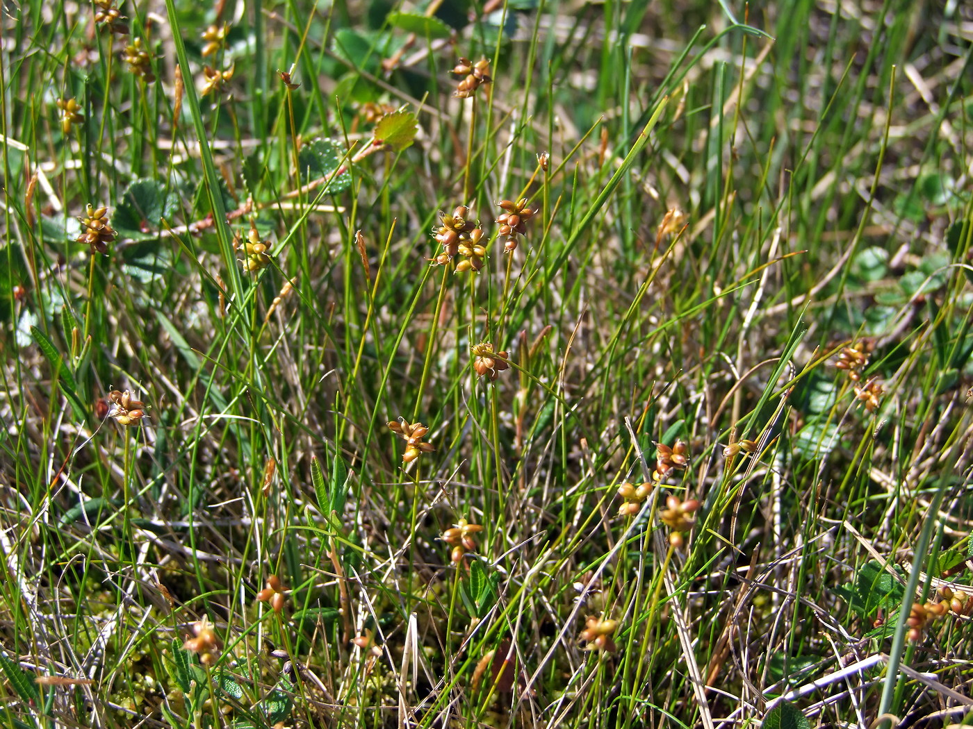 Image of Carex gynocrates specimen.