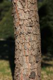 Image of taxon representative. Author is Михаил Лучкин
