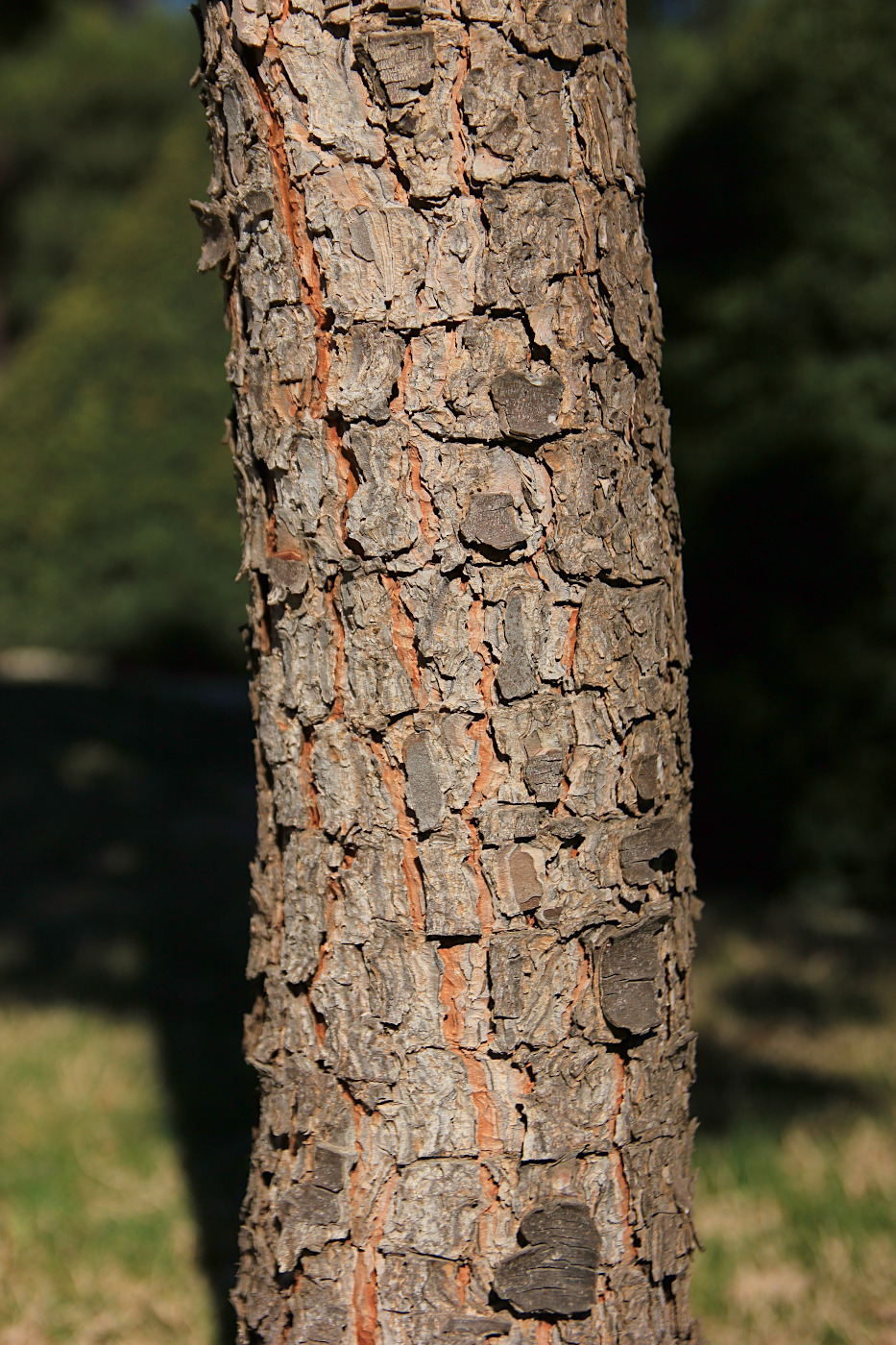 Изображение особи Pinus pinea.