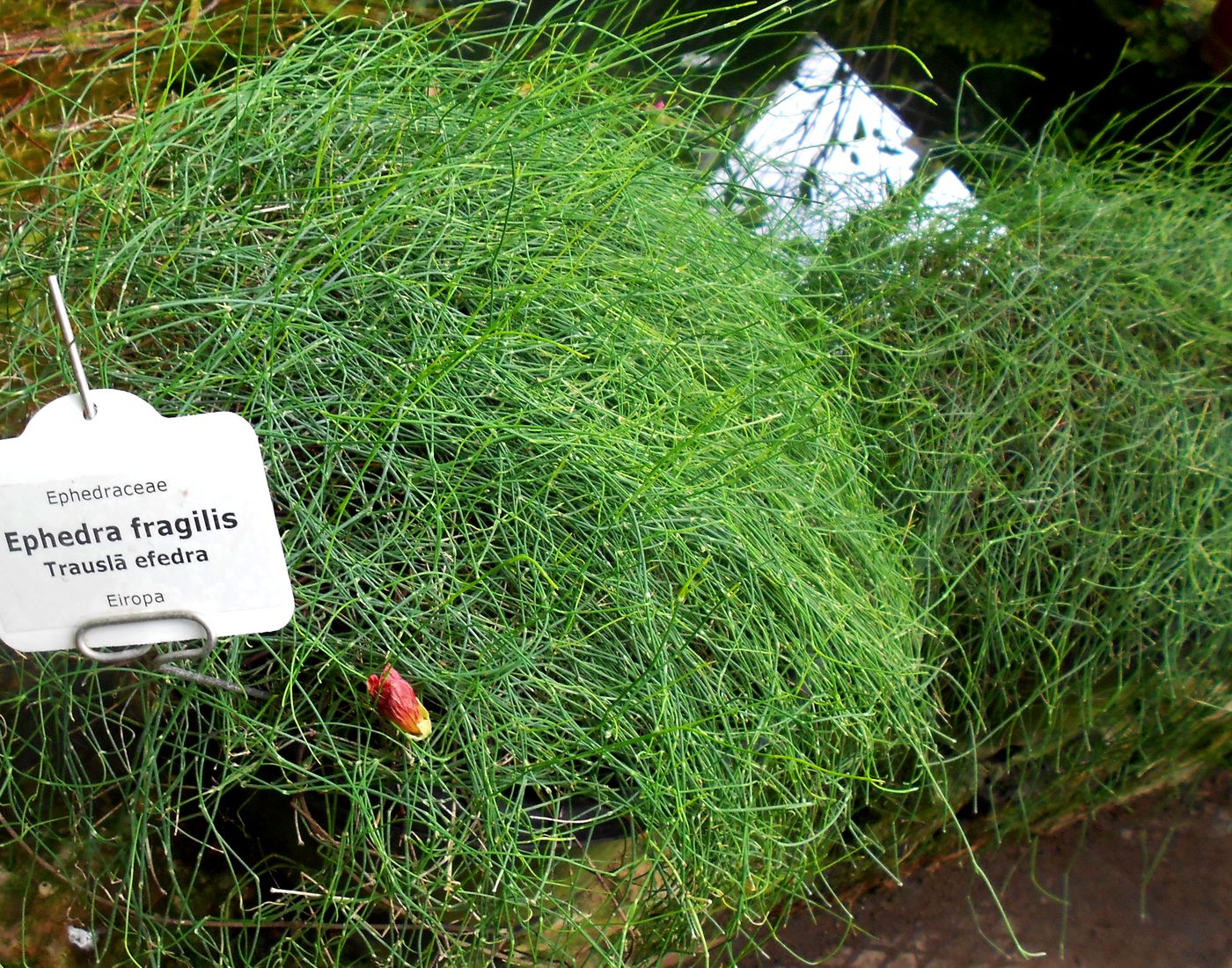 Изображение особи Ephedra fragilis.