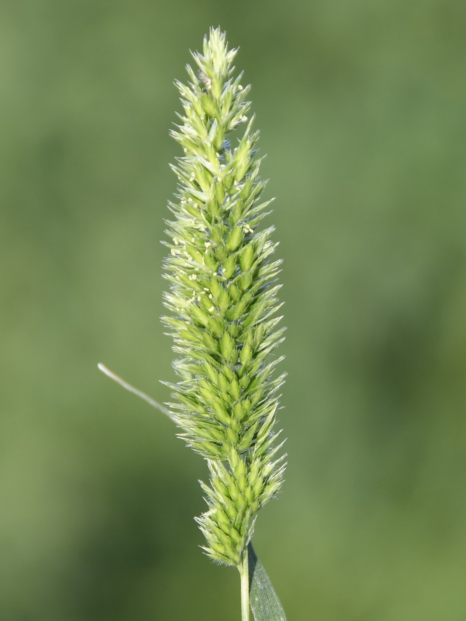 Изображение особи Rostraria cristata.