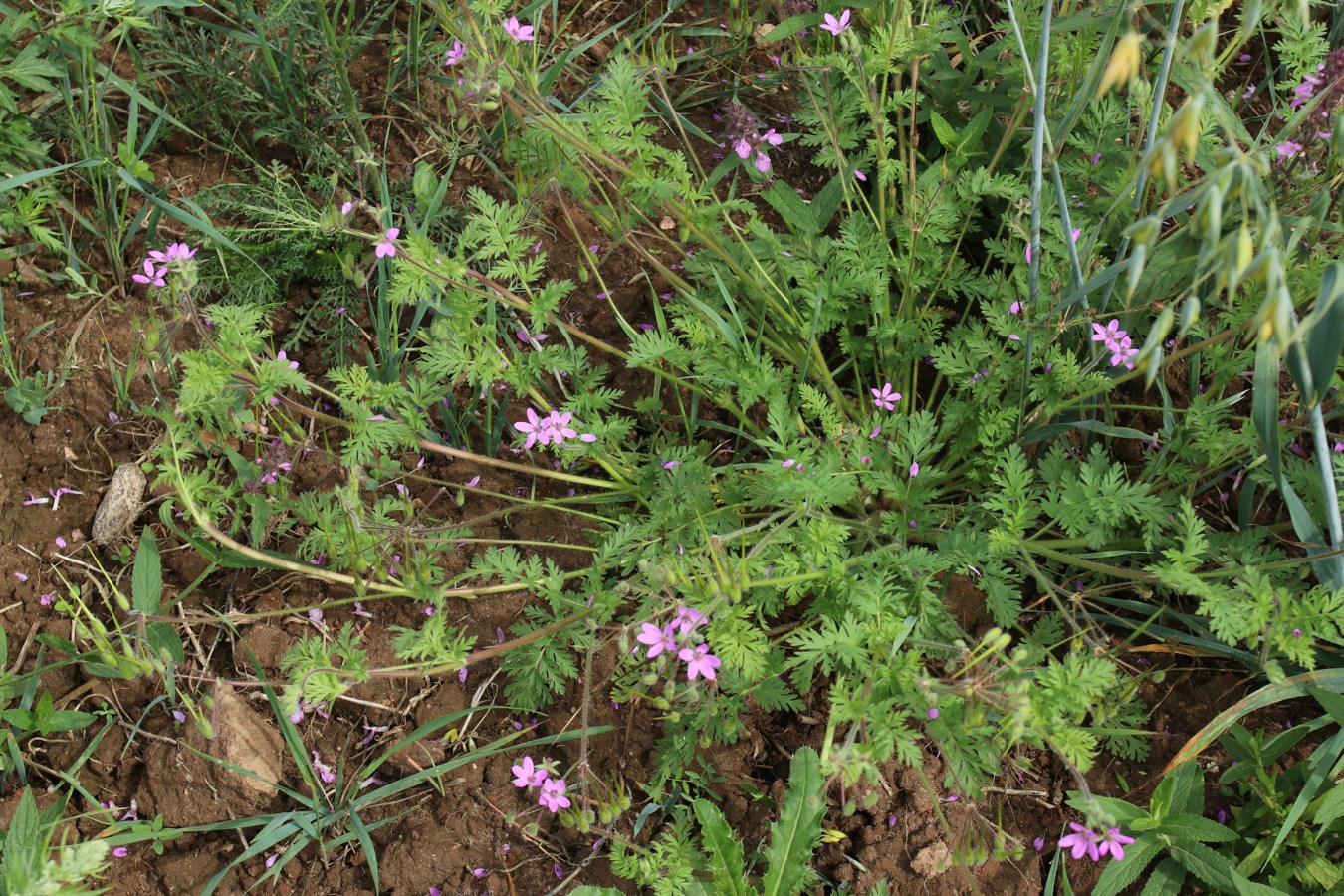 Image of Erodium cicutarium specimen.