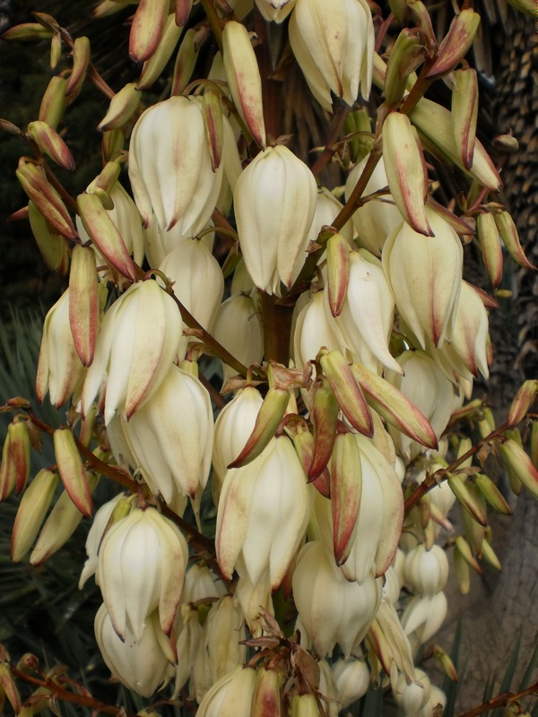 Изображение особи Yucca gloriosa.