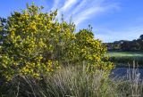 Genista linifolia