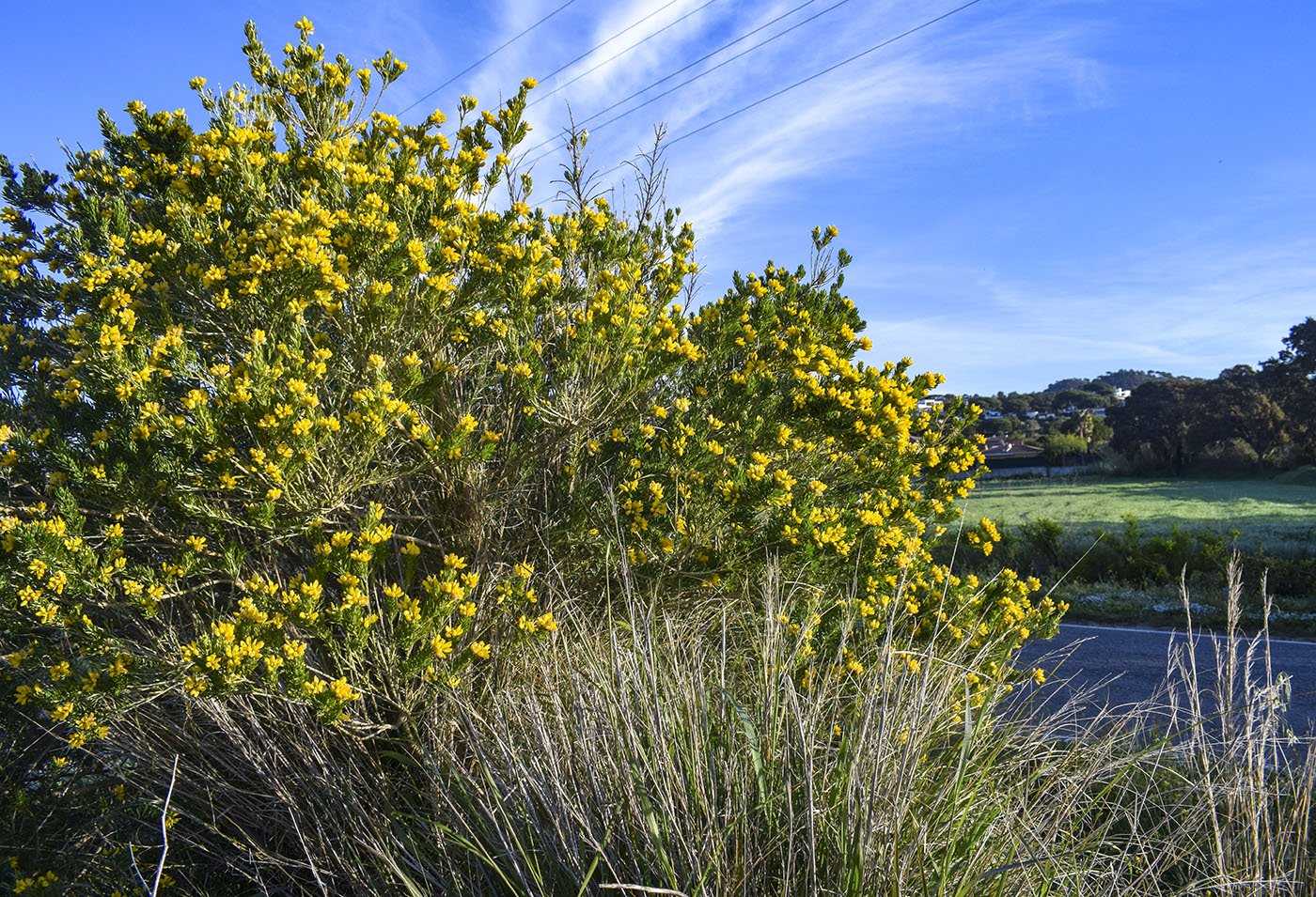 Image of Genista linifolia specimen.