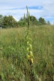 Veronica longifolia. Отцветающее и плодоносящее растение. Беларусь, Витебская обл., окр. пос. Езерище, выкашиваемый суходольный луг. 03.08.2023.