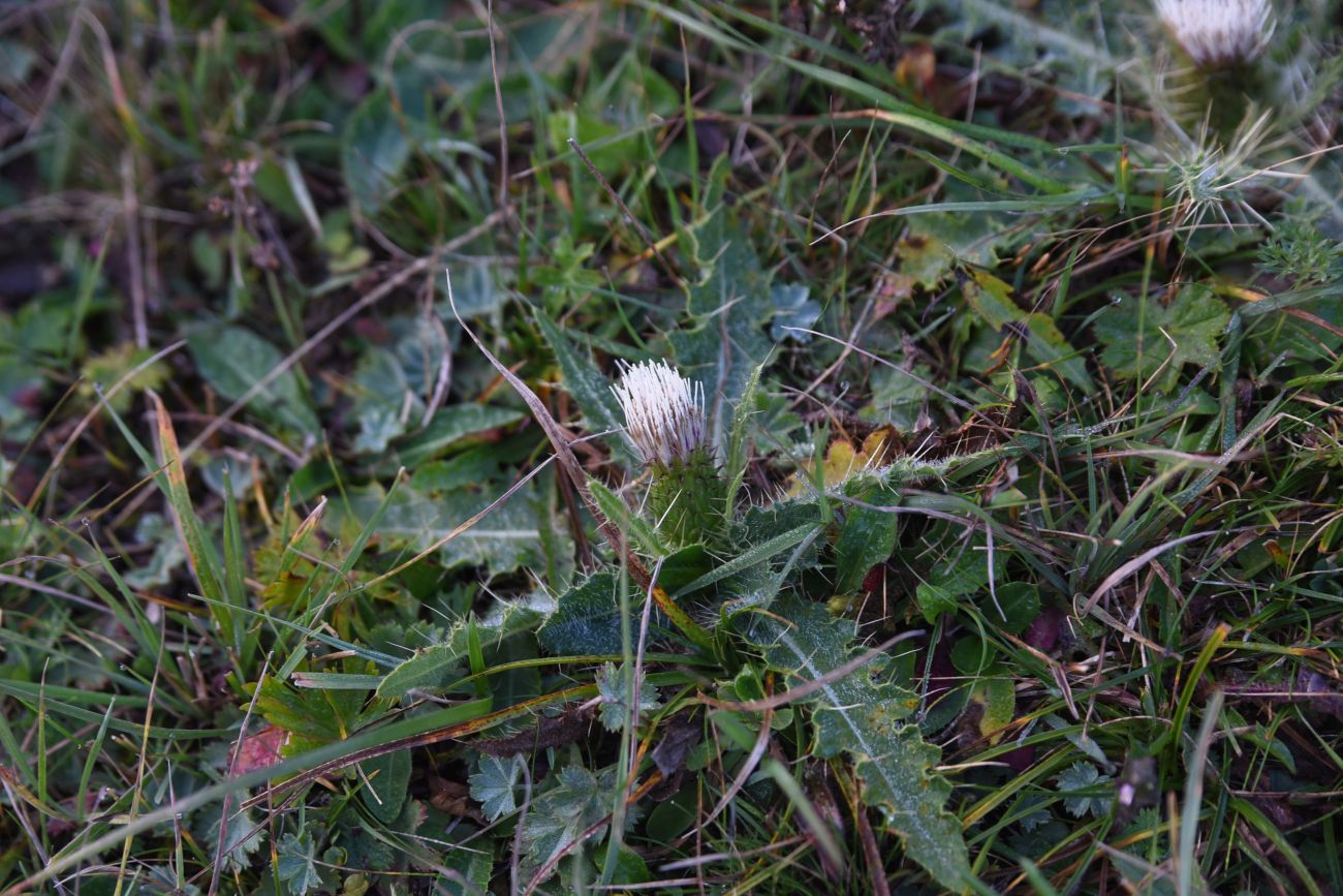 Изображение особи Cirsium rhizocephalum.