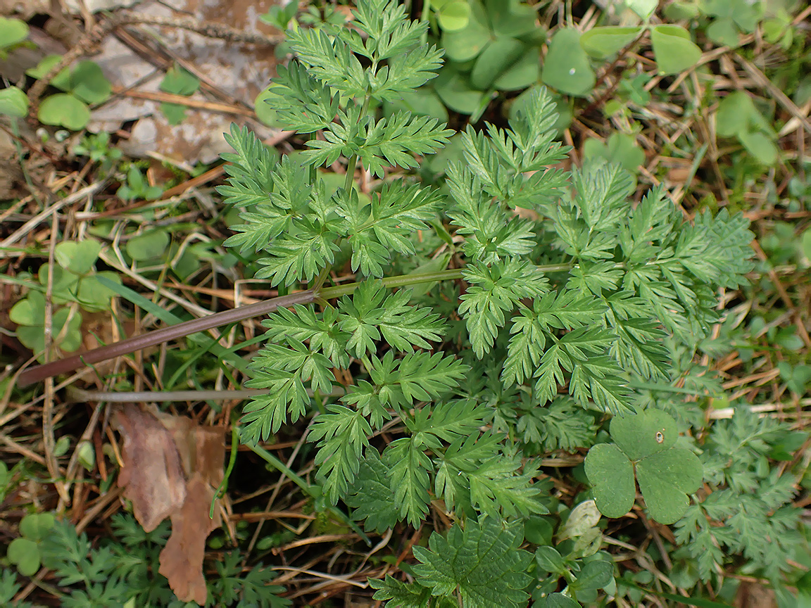 Изображение особи Anthriscus sylvestris.