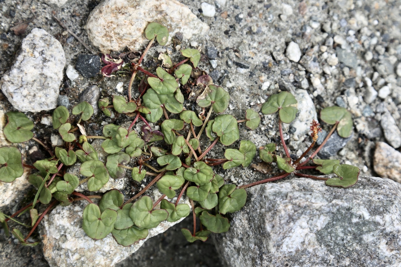 Image of Oxyria digyna specimen.