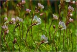 Saxifraga × arendsii. Побеги с цветками и бутонами. Московская обл., Раменский р-н, окр. дер. Хрипань, садовый участок. 19.05.2024.