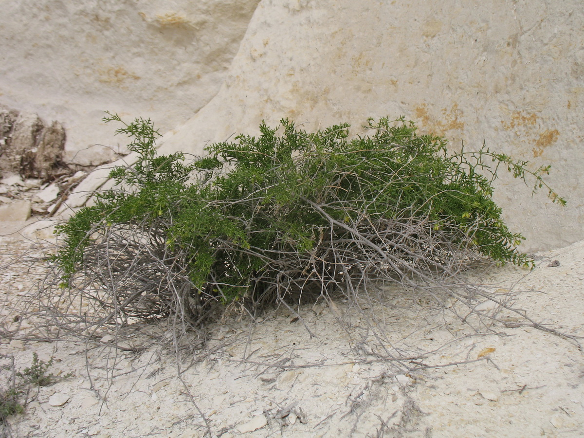 Image of Malacocarpus crithmifolius specimen.