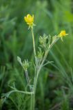 Ranunculus oxyspermus