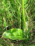 Platanthera bifolia. Нижняя часть растения. Смоленская обл., Смоленский р-н, окр. пос. Каспля. 27.06.2009.