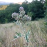 Cirsium euxinum. Верхушка растения с развивающимся соцветиями. Краснодарский край, м/о г. Новороссийск, Маркотхский хр., окр. Неберджаевского перевала, остепнённый луг. 21.07.2024.