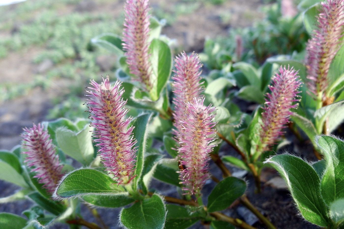 Изображение особи Salix reptans.