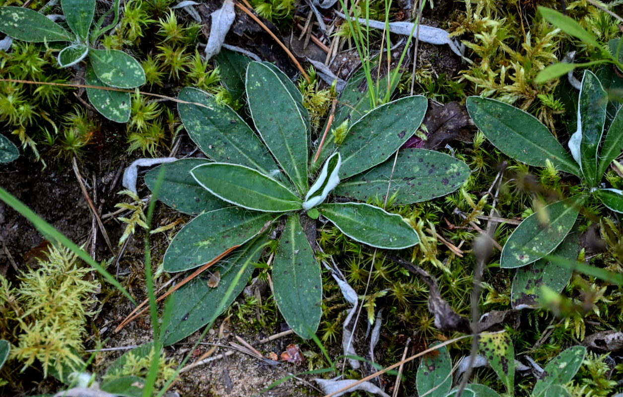 Image of Pilosella officinarum specimen.
